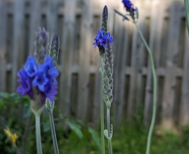 Lavender Blossoms