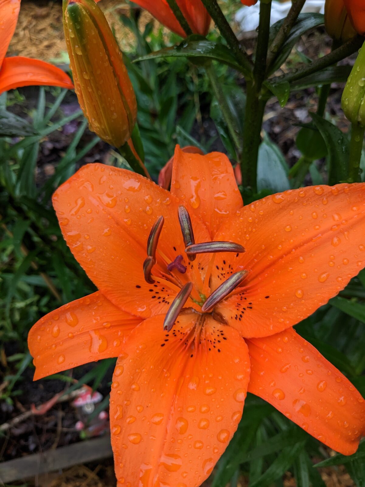 Orange Lilly